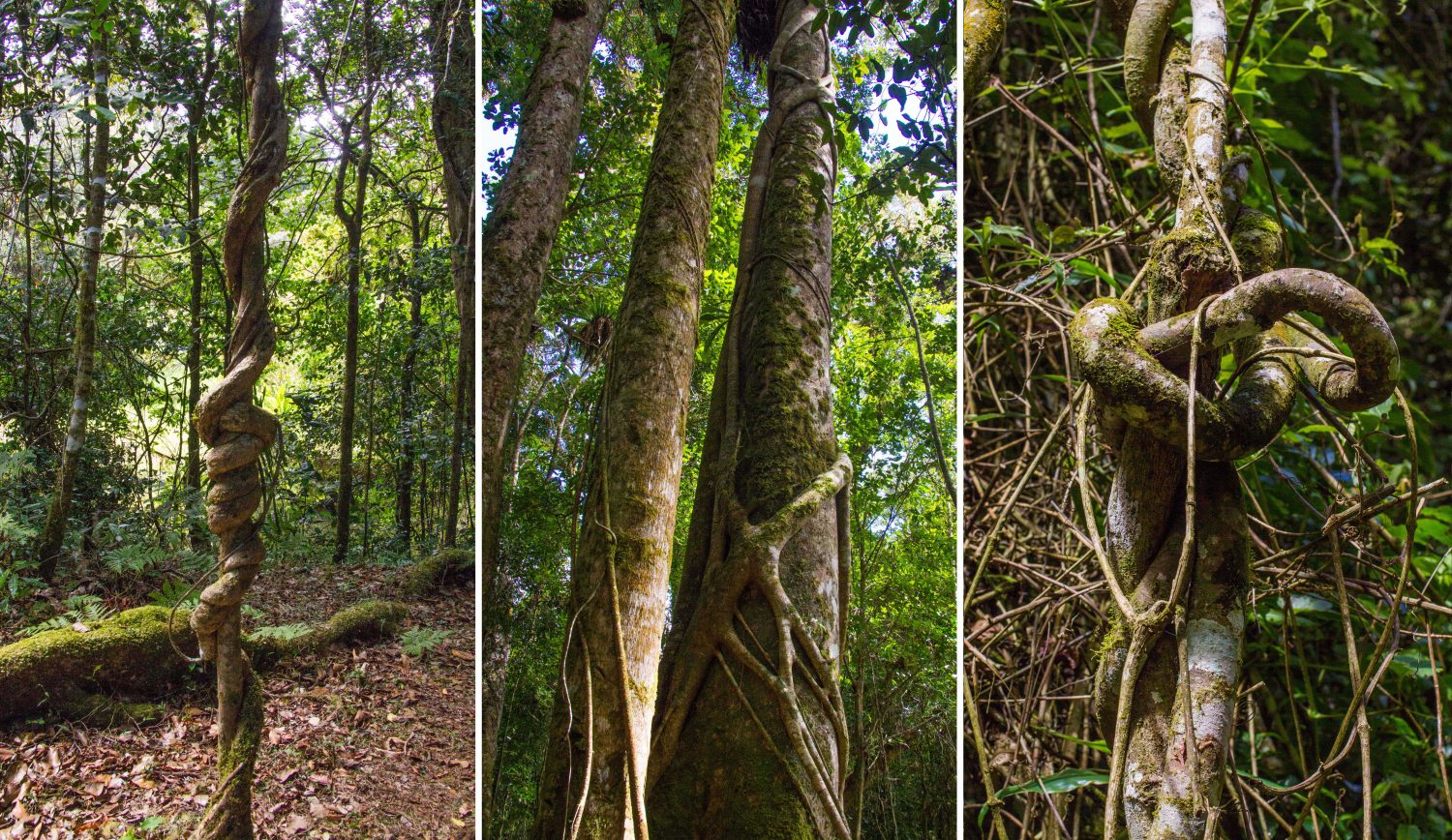 Amber Mountain National Park Madagascar (13)