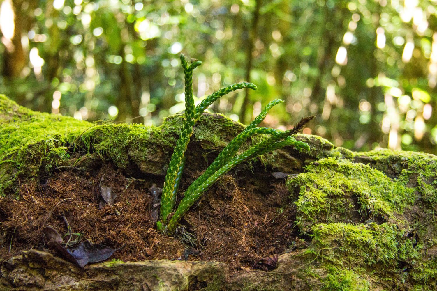 Amber Mountain National Park Madagascar (14)