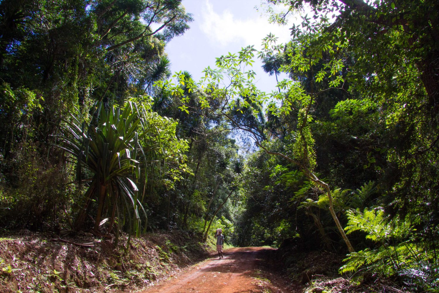 Amber Mountain National Park Madagascar (16)