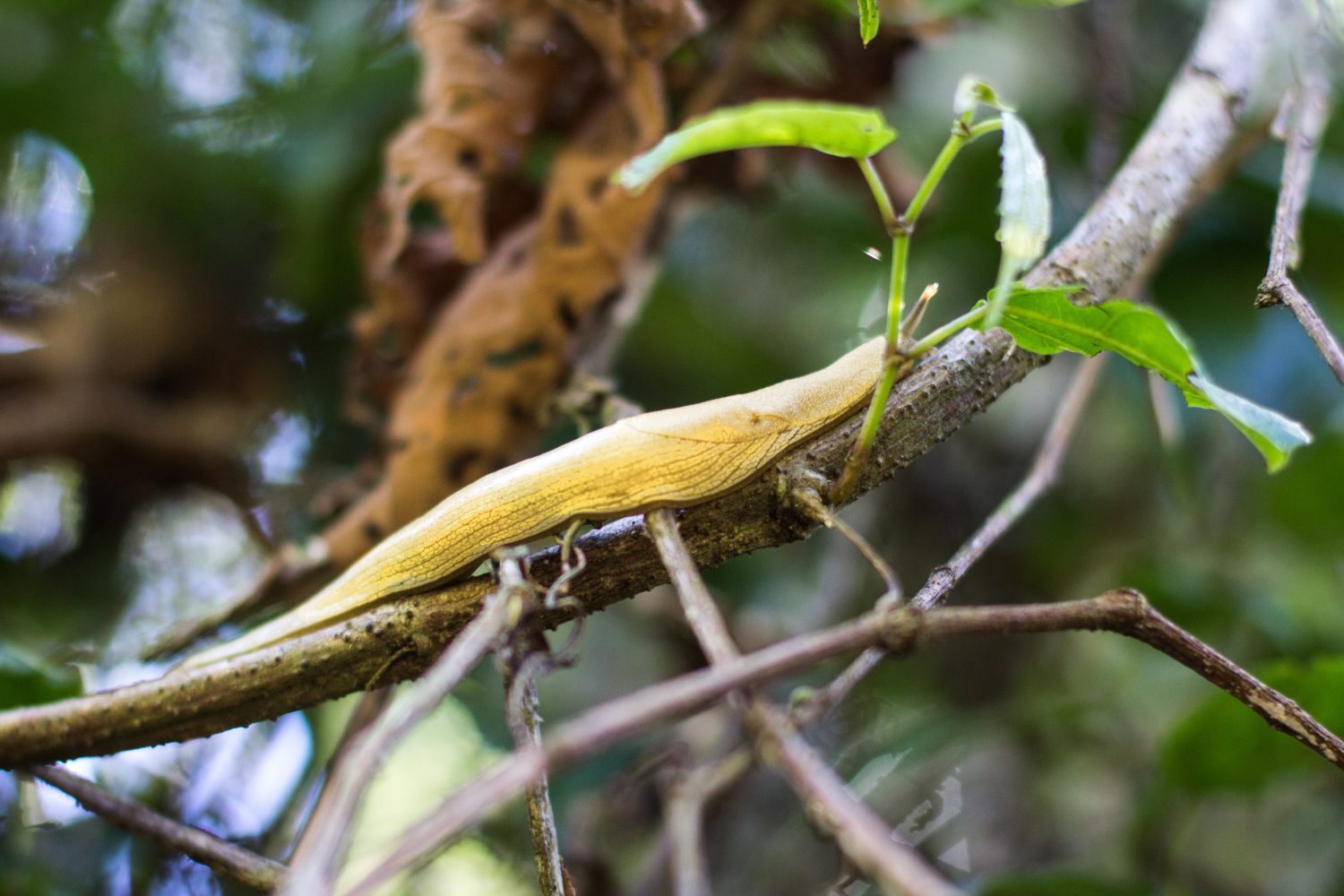 Amber Mountain National Park Madagascar (19)