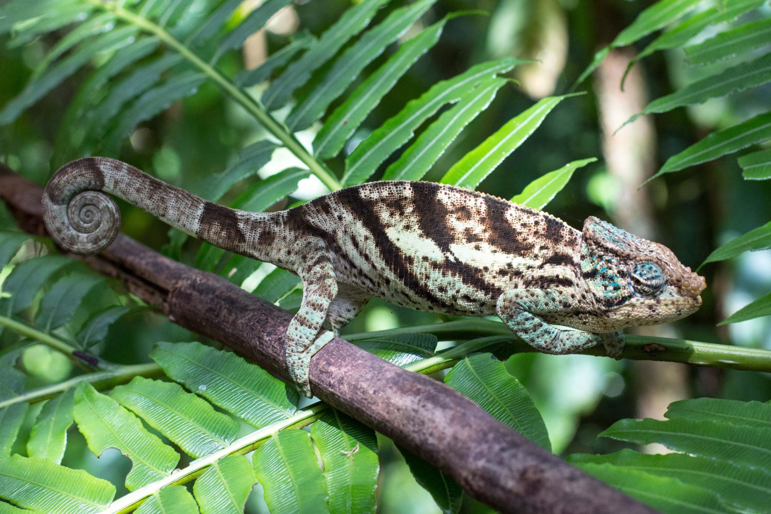 Amber Mountain National Park Madagascar (21)