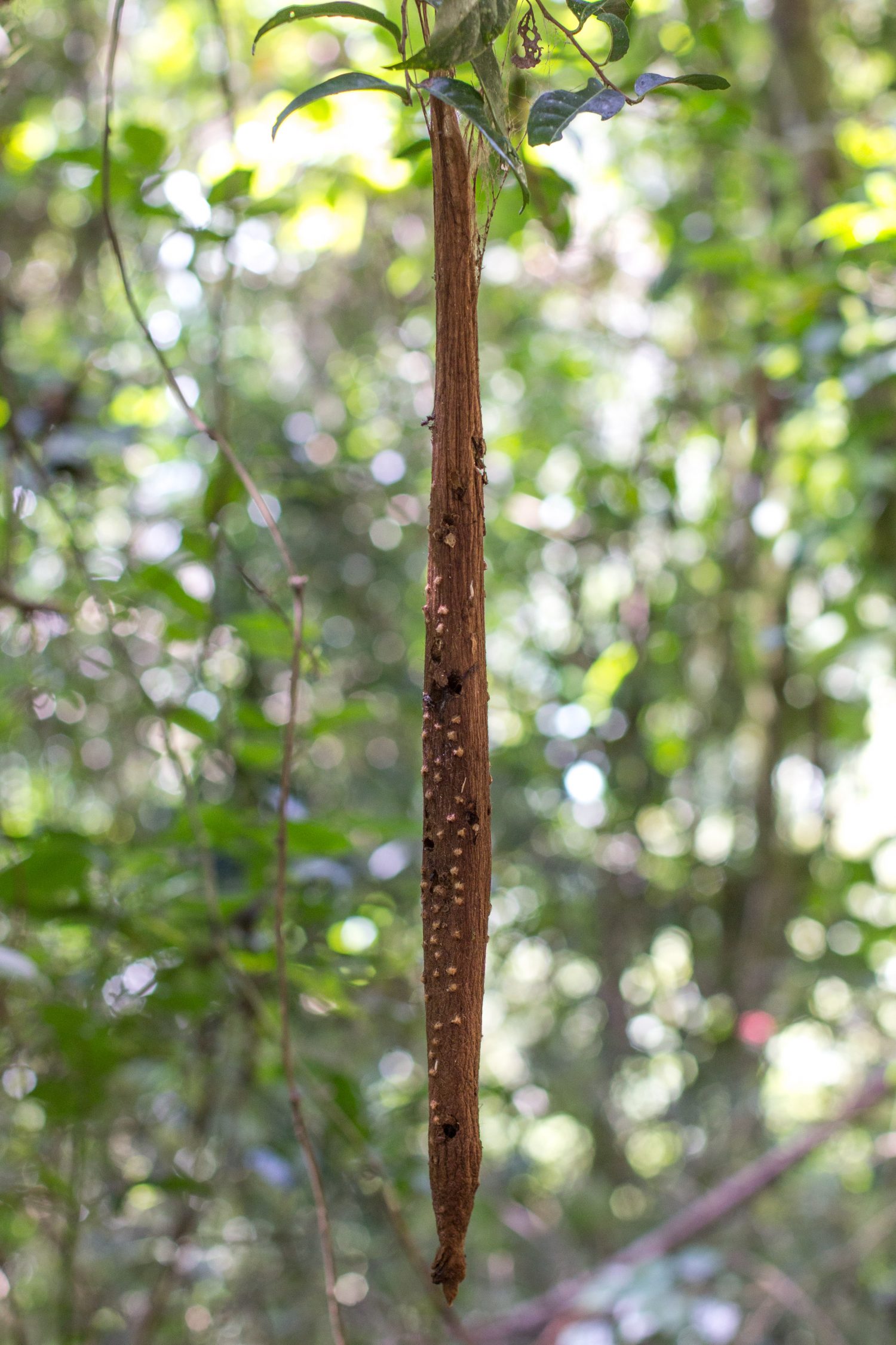 Amber Mountain National Park Madagascar (22)