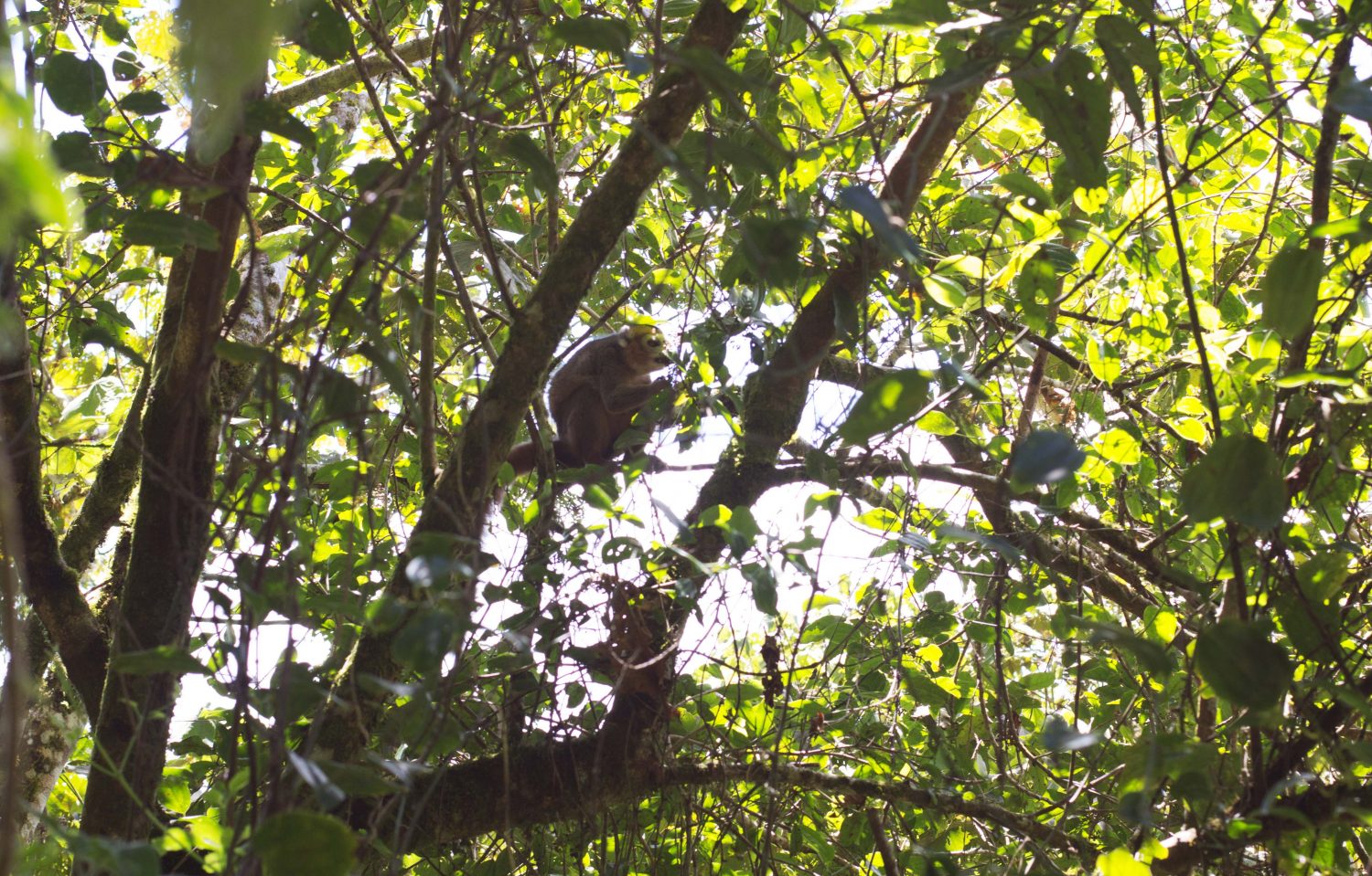 Amber Mountain National Park Madagascar (23)