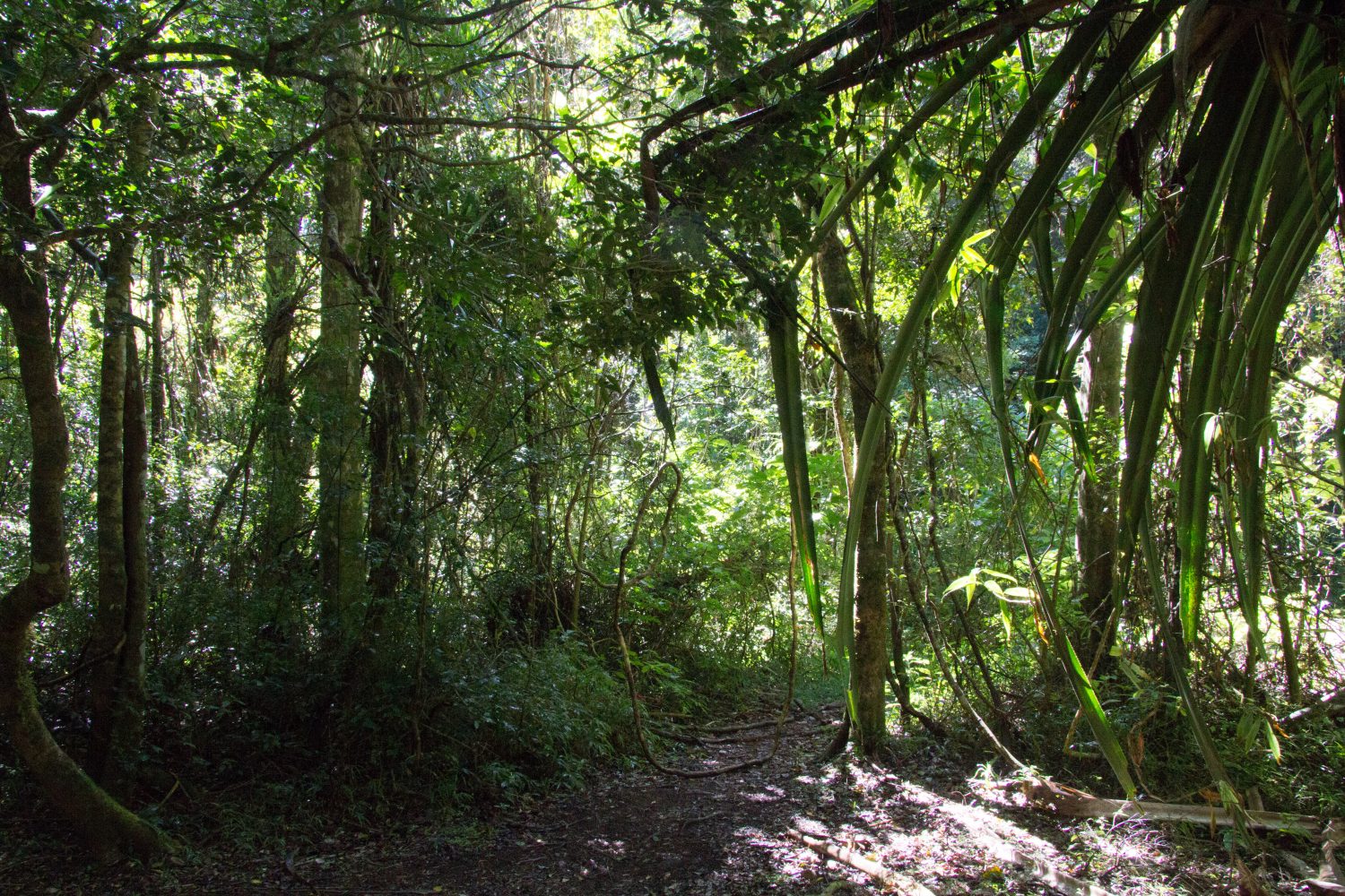 Amber Mountain National Park Madagascar (8)