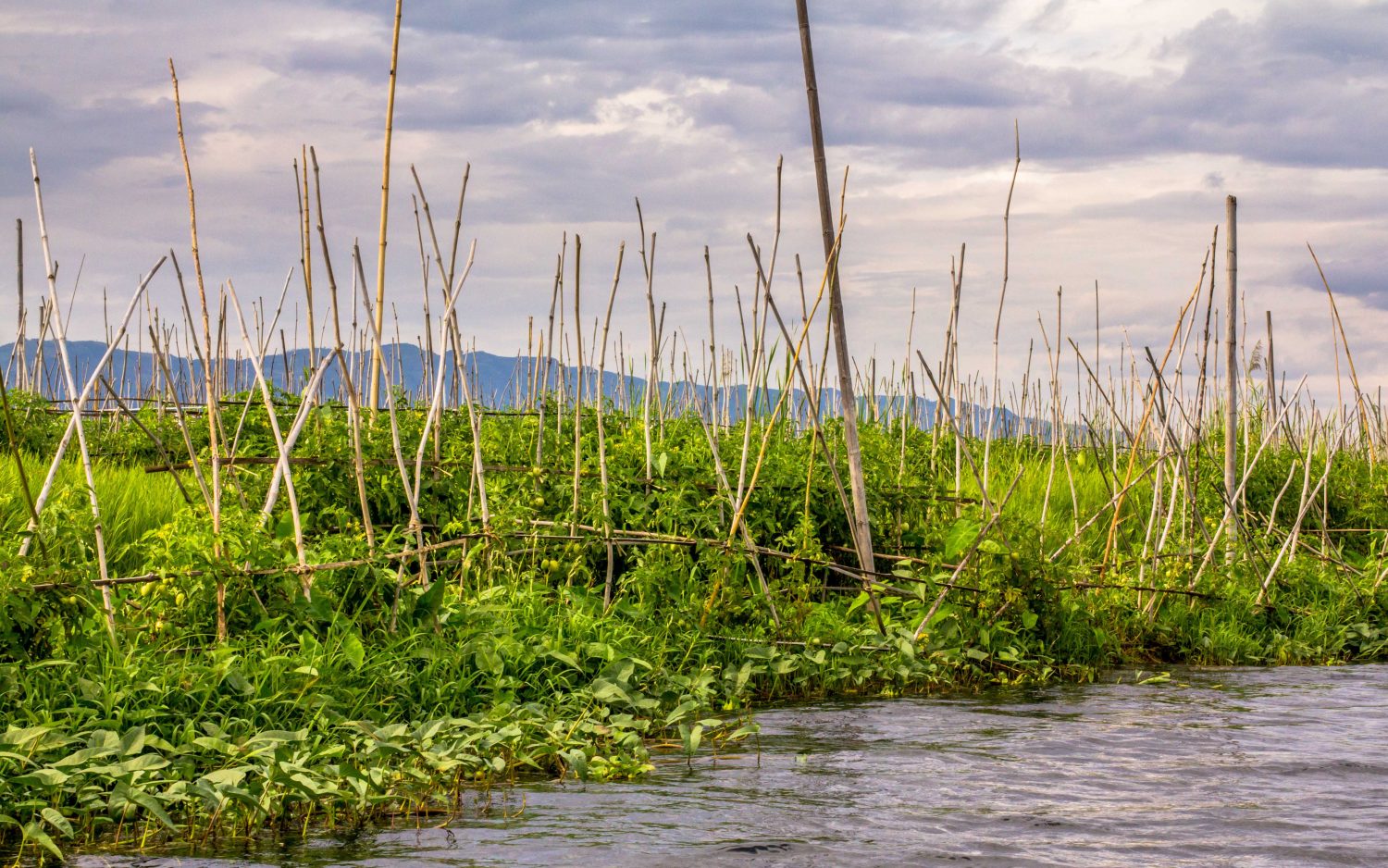 pływające ogrody Inle Lake