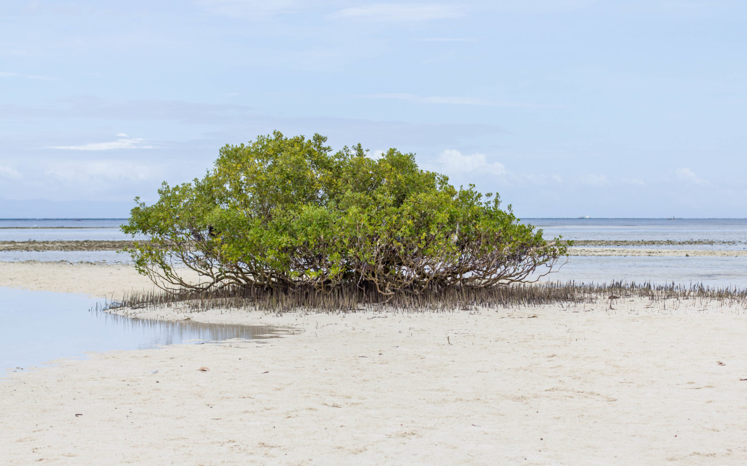 Balicasag Virgin Island Bohol