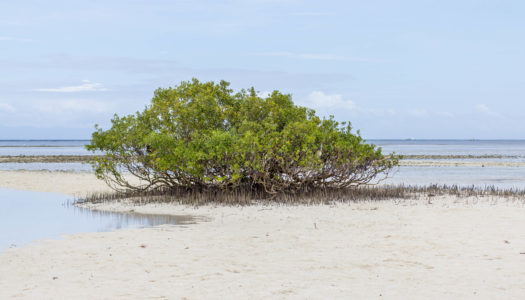 Balicasag i Virgin Island