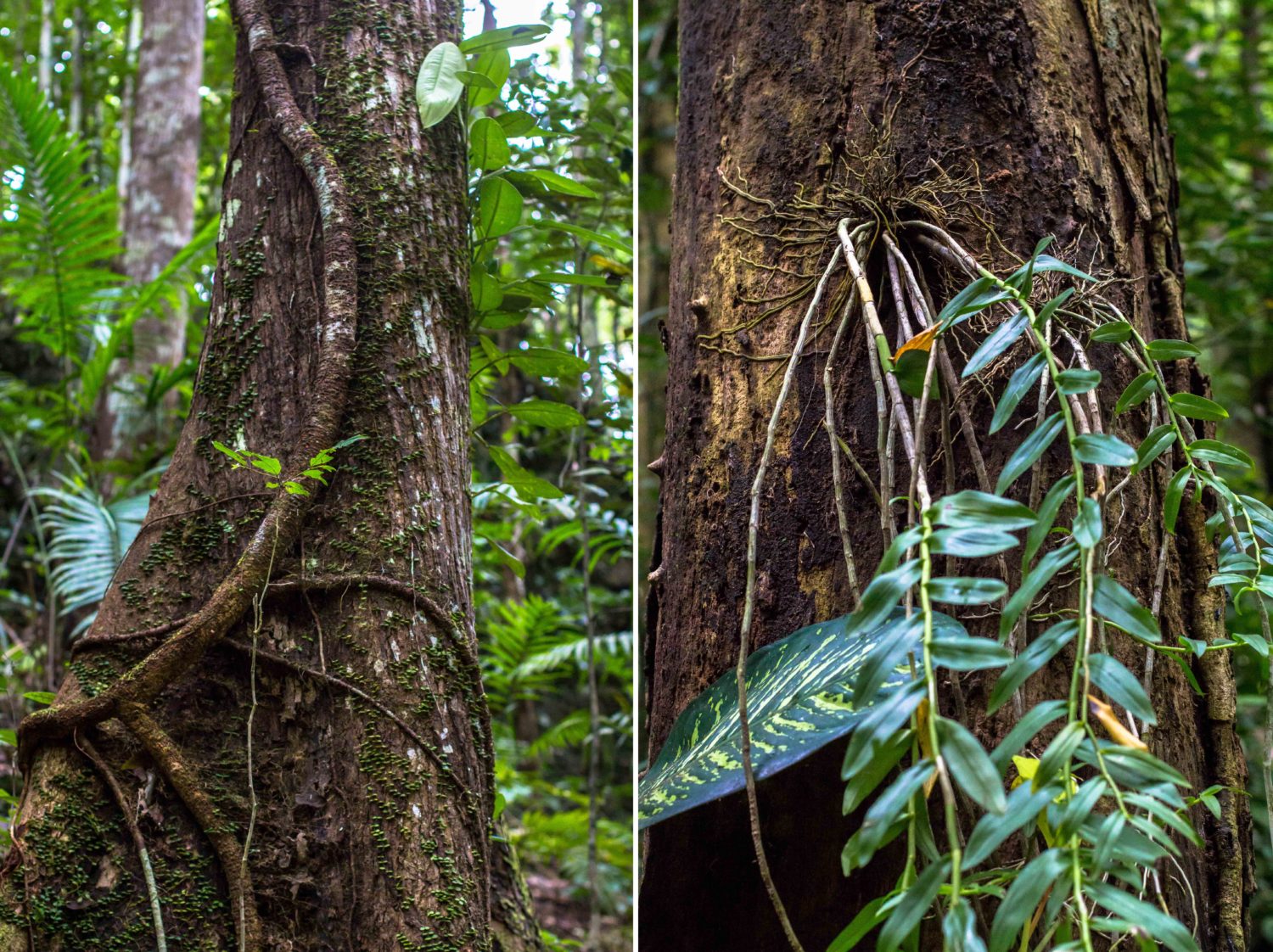 Mahogany Man-Made Forest 