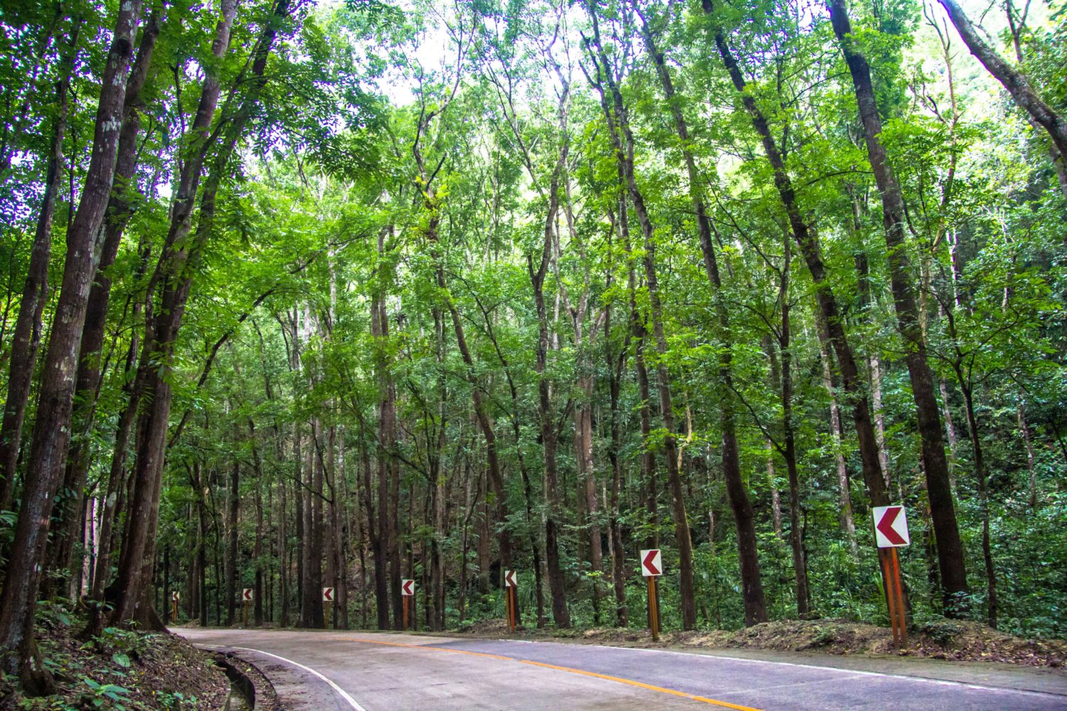 Mahogany Man-Made Forest 