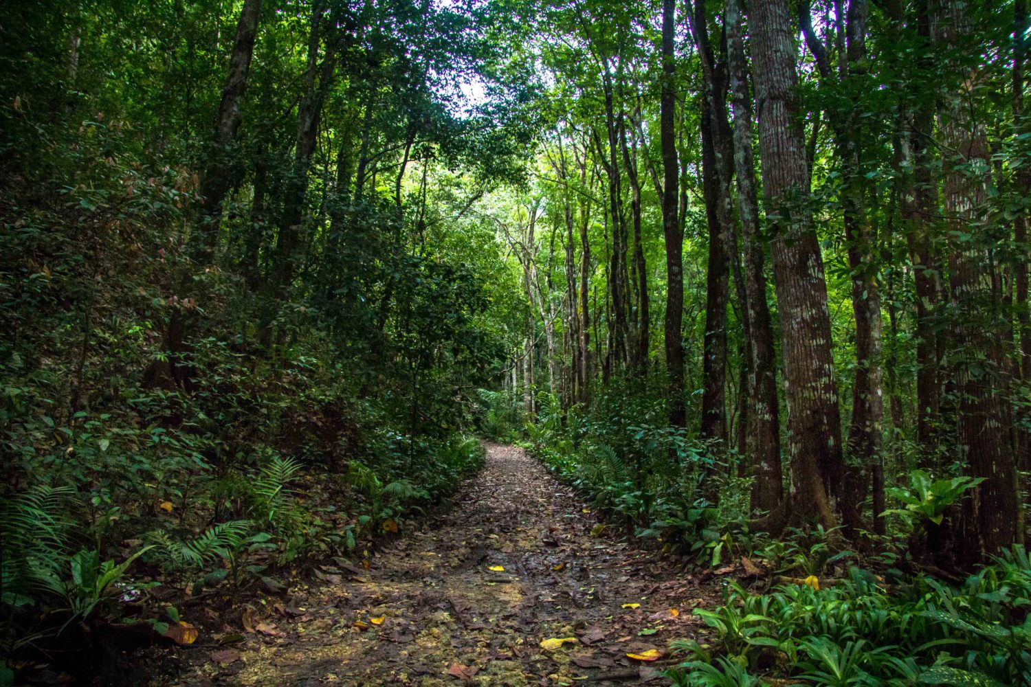 Mahogany Man-Made Forest 