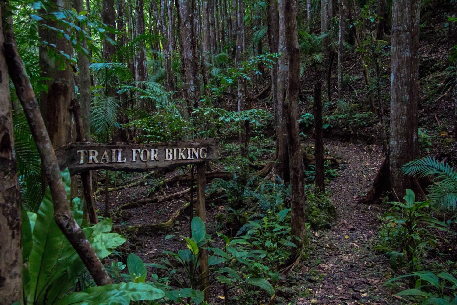 Mahogany Man-Made Forest 