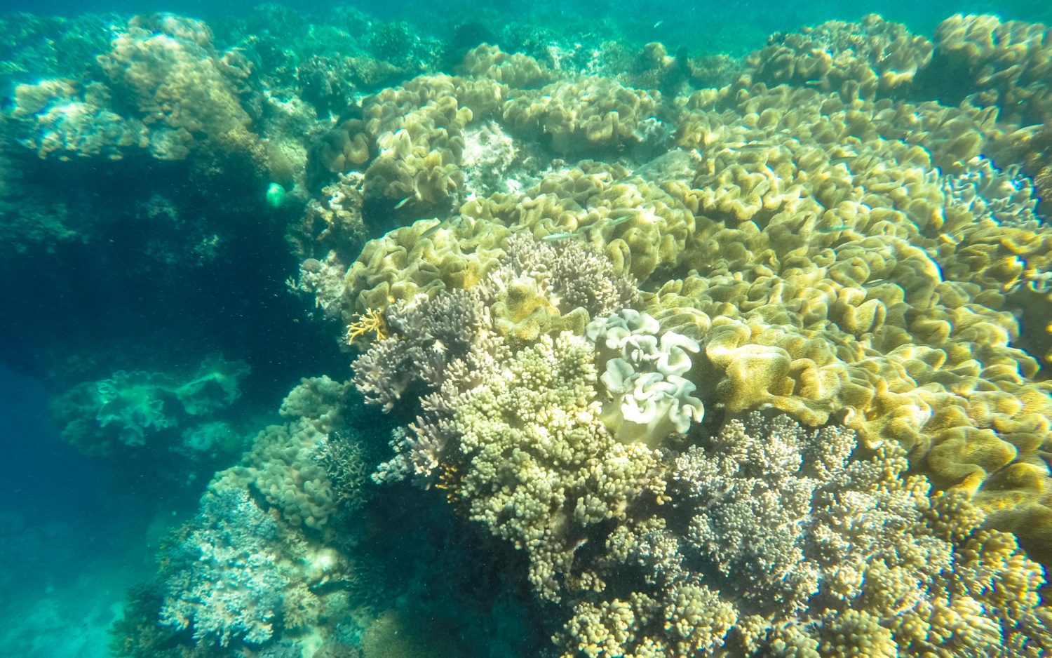 Pamilacan snorkeling