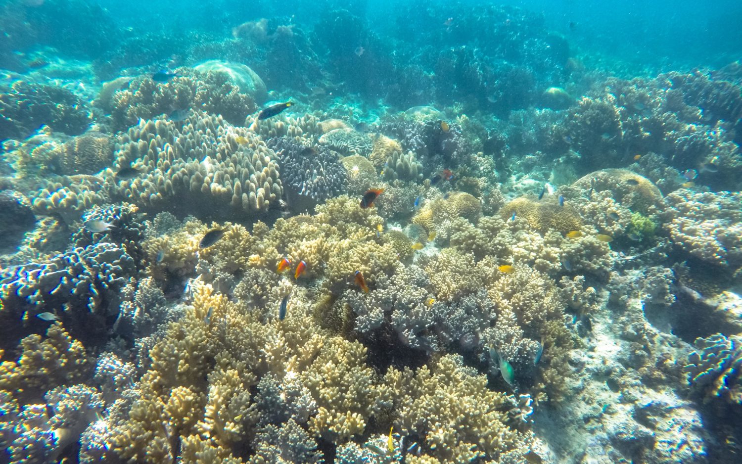 Pamilacan snorkeling