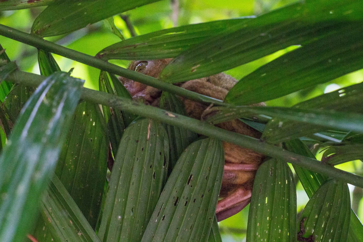 Tarsier Sanctuary Bohol