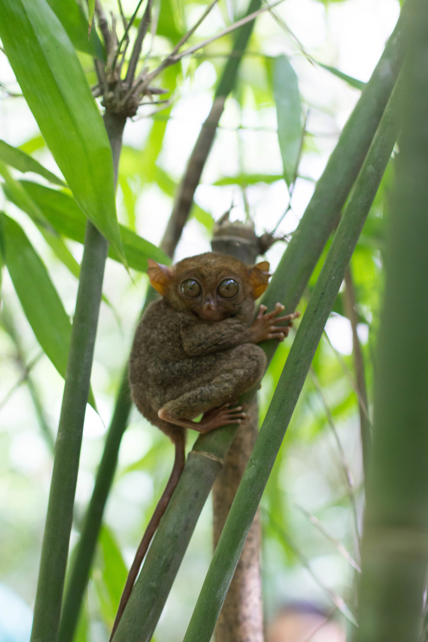 Tarsier Sanctuary Bohol