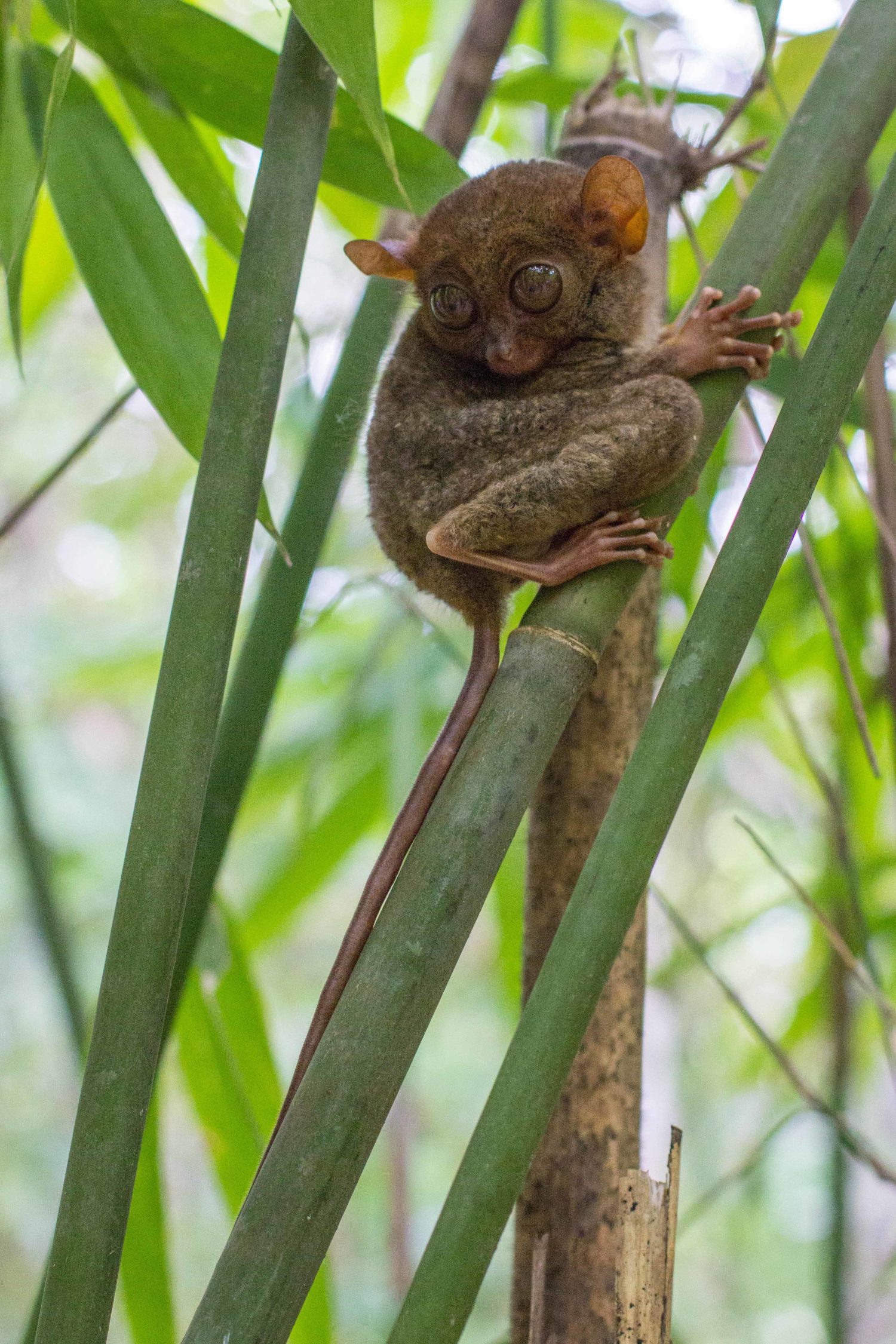 Tarsier Sanctuary Bohol