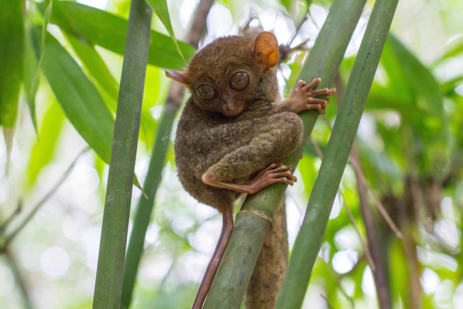 Tarsier Sanctuary Bohol