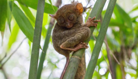 Tarsier Sanctuary – Wyraki na Bohol