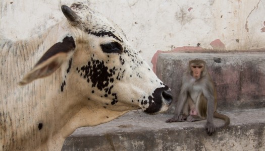 Indie – czemu święte krowy są święte?