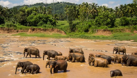 Słonie, słonie, słonie! – czyli wizyta w Pinnawela