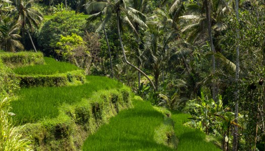 Tegalalang – tarasy ryżowe na Bali